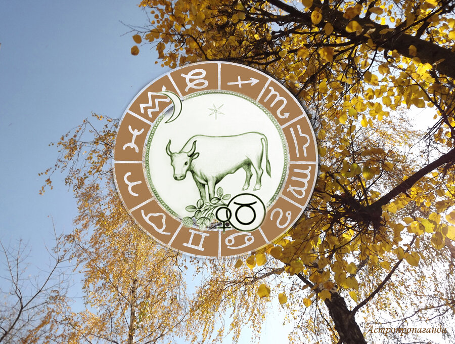 Коллаж Нины Стрелковой.