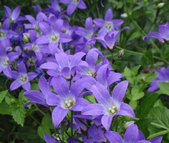 Колокольчик молочноцветковый Пограничный Блюз (Campanula lactiflora Border Blues)