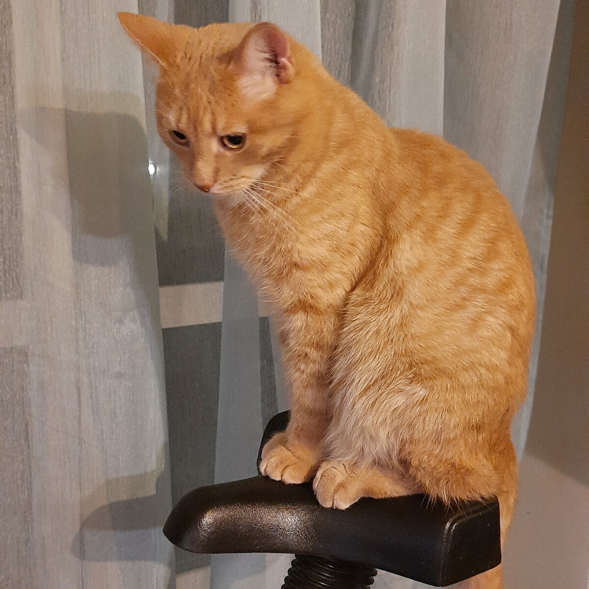 Вот он! Коршуном наблюдает, и ждет... Когда же я платье без присмотра оставлю!!