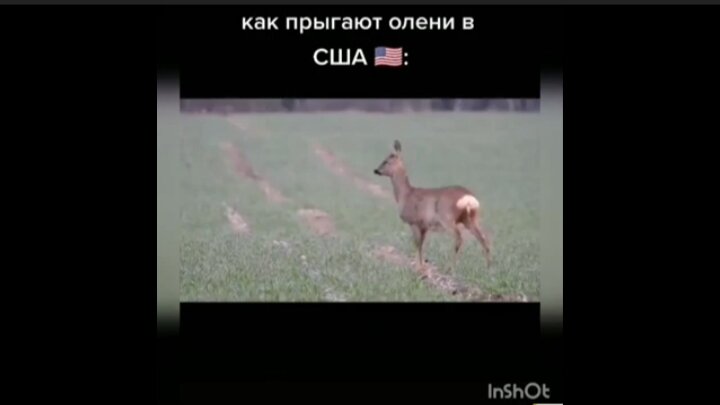 Олень в США 