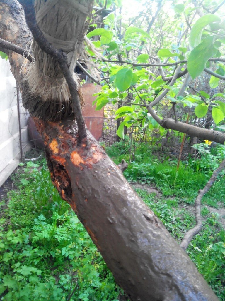 Побелка скелетных ветвей глиняной болтушкой после зачистки