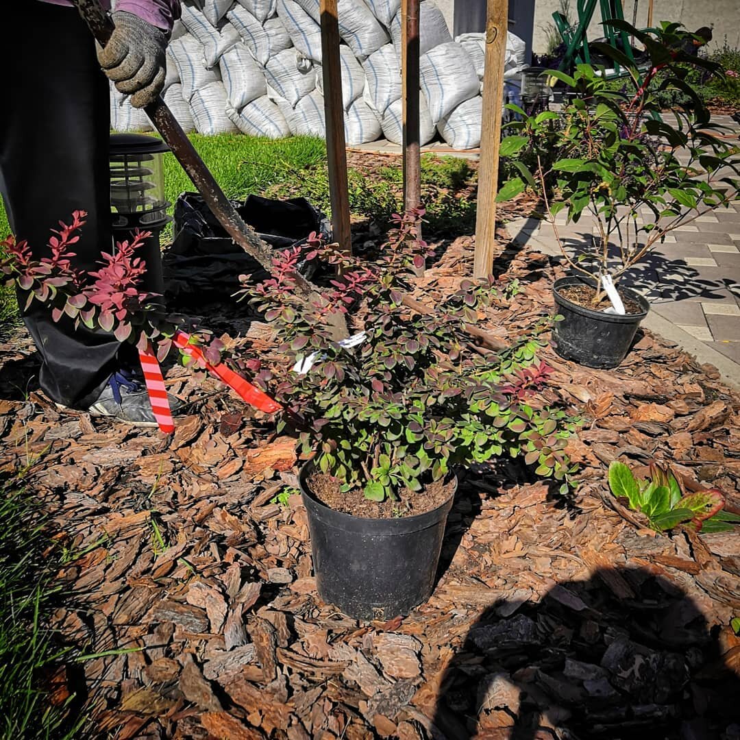 Барбарис на переднем плане :)