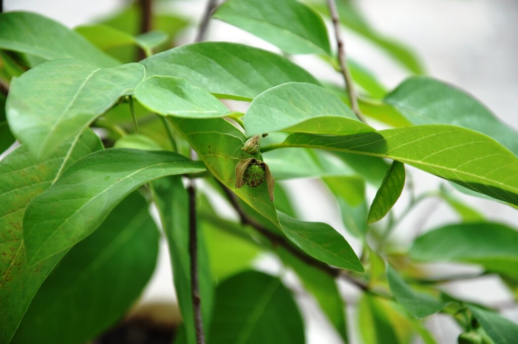 Ура, завязалась! Фото мое