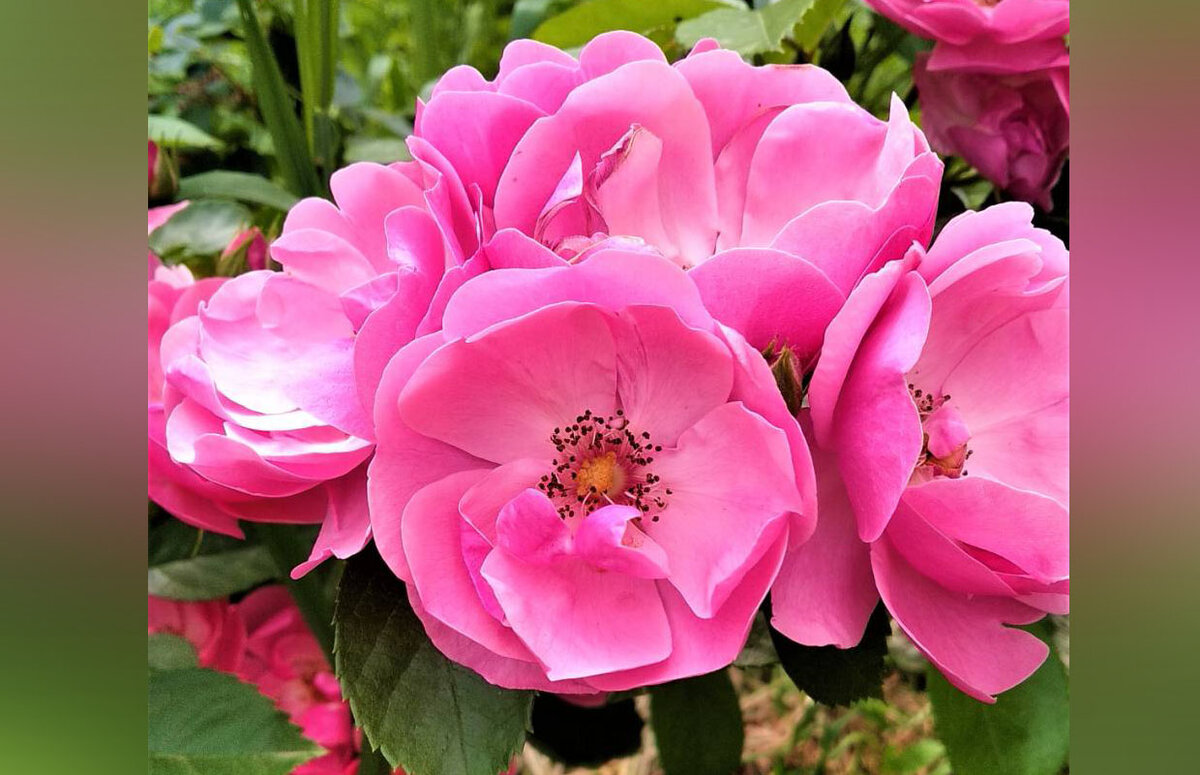 Роза флорибунда Анжелла цветет с начала лета до заморозков. Фото автора.