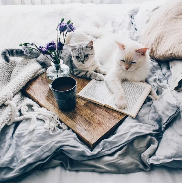 С котиками всегда уютнее Источник Pinterest