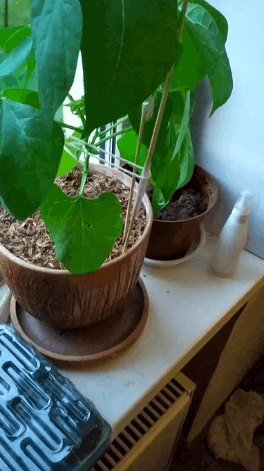 4 июня. Башня из деревянных шпажек