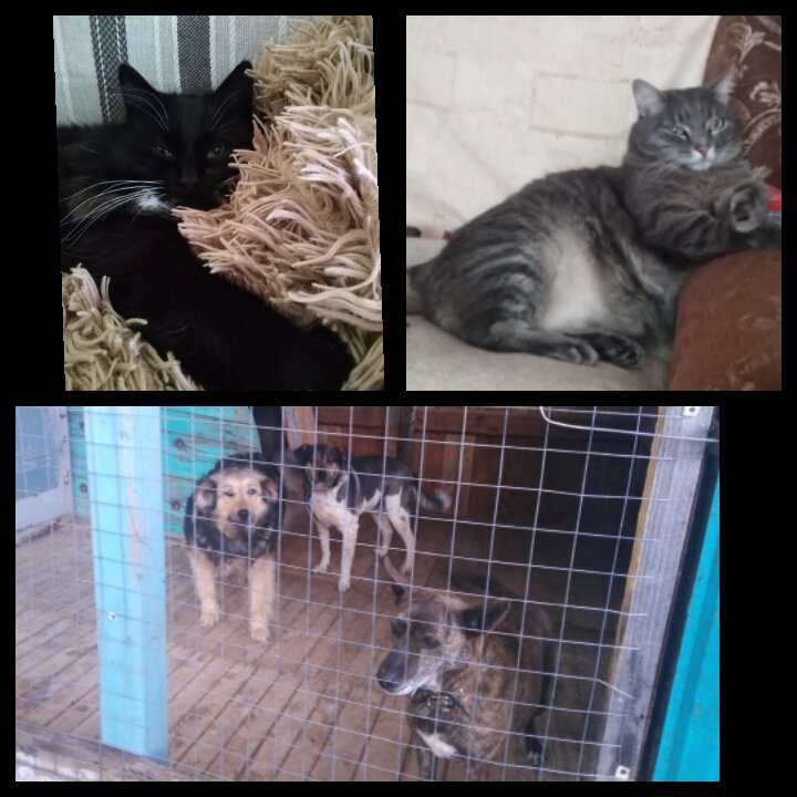 Знакомьтесь (слева-направо): коты Томарий Петрович и Валера, собачули - Дуся, Конопуша и Адель.