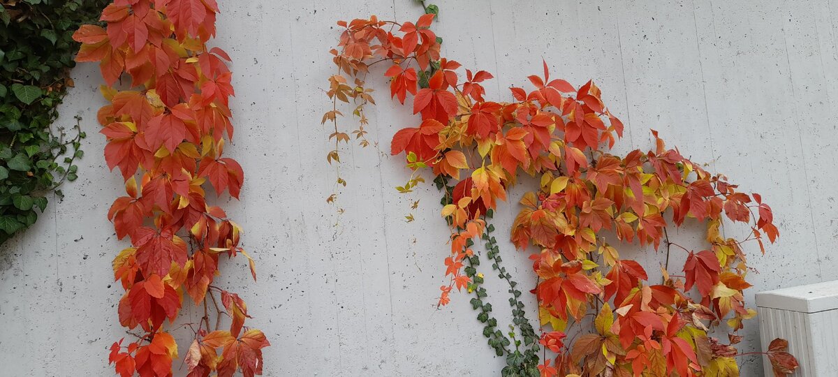 Сама хозяйка Осень щедро расплескала краски...