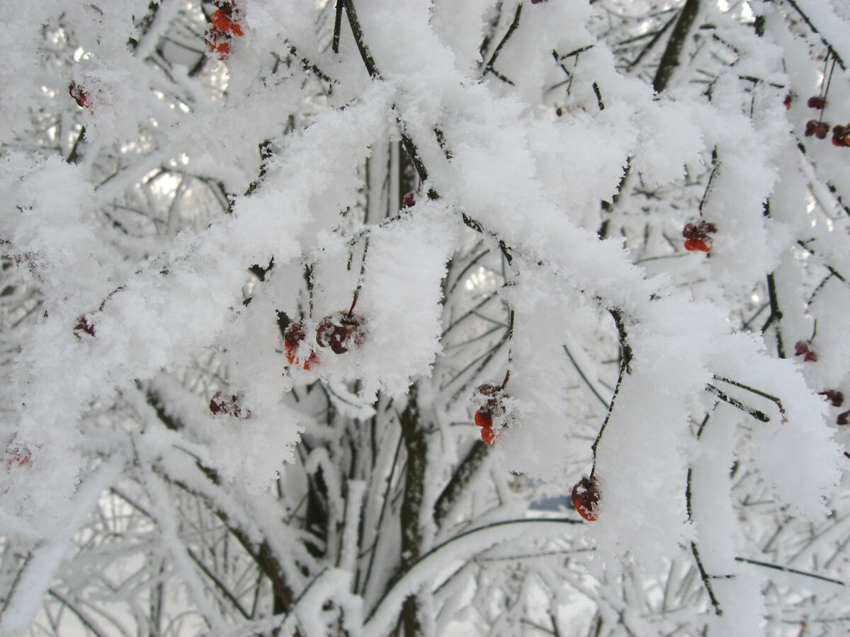 Иллюстрация из интернета.
