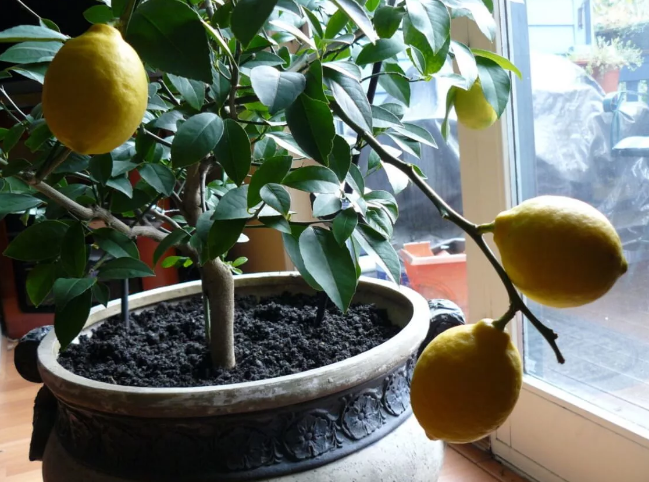 Фотография взята из источника yandex.ru