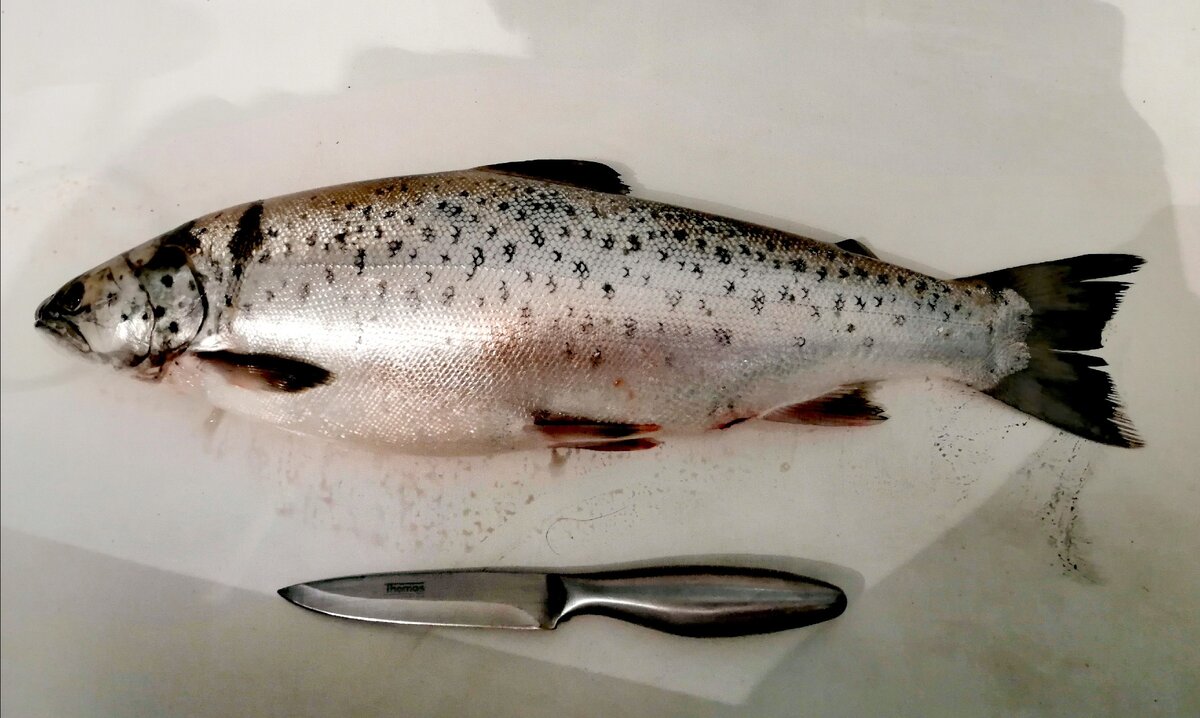 Непотрошеная тушка, весом почти 1,5 кг 