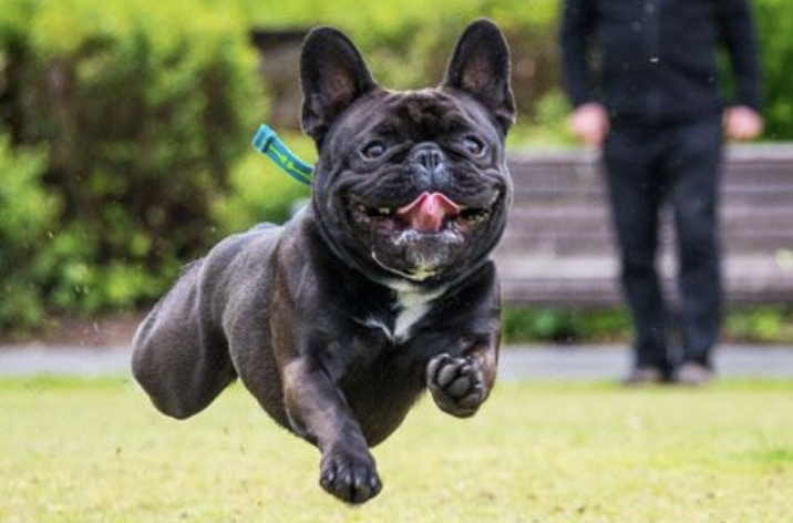 Французский бульдог 