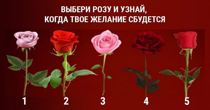 Выберите ту розу, которая вам больше всего симпатична.  Не стоит долго выбирать. Достаточно 5 секунд.