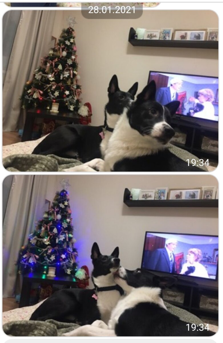 Это Нора слева и Берт справа. Я ж говорил, что прям брат с сестрой! 