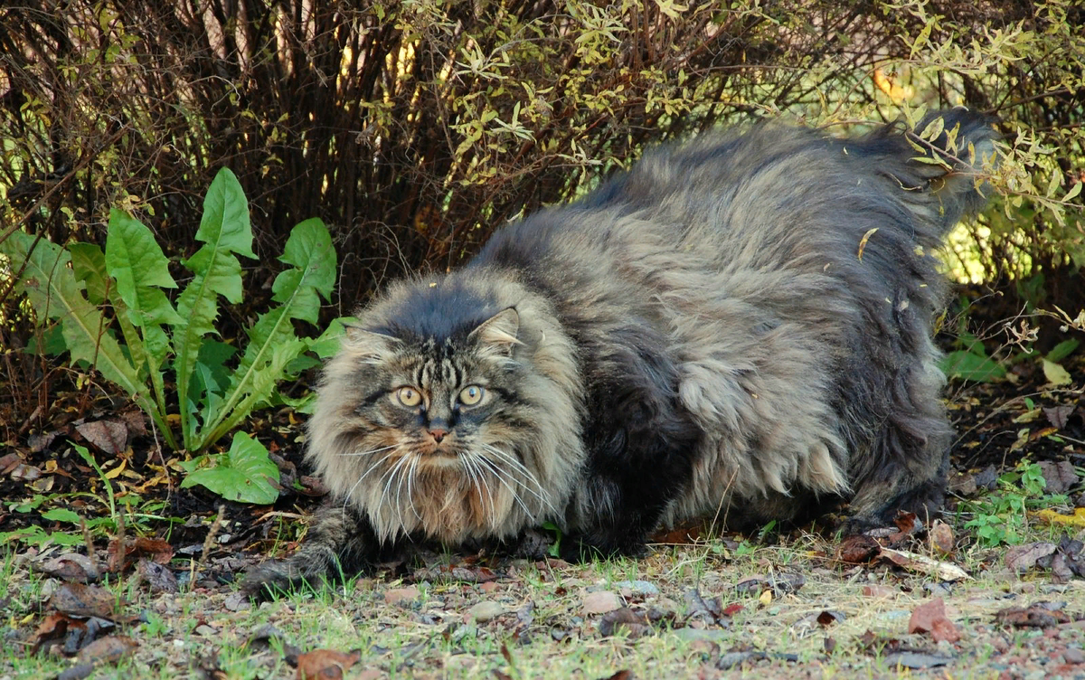 Норвежская лесная кошка