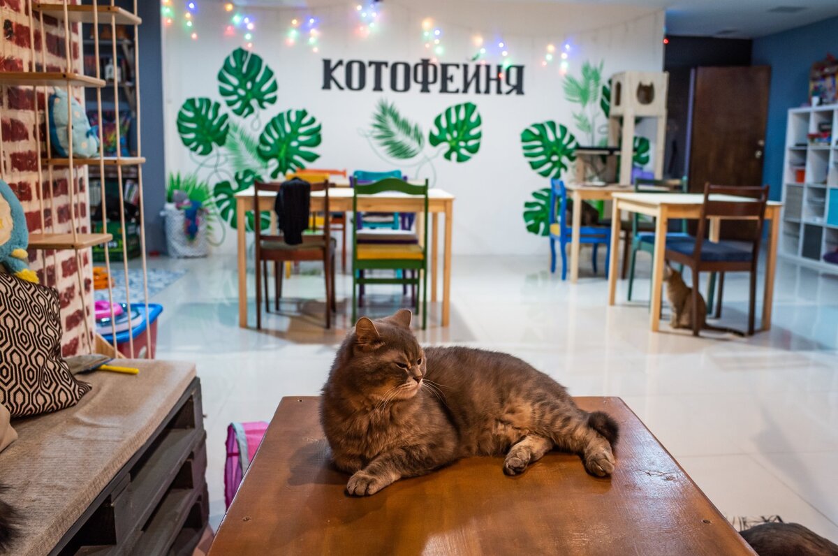 Замечательное место для общения с кошечками!