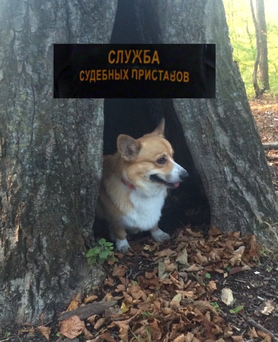 Скоро Новый год. 