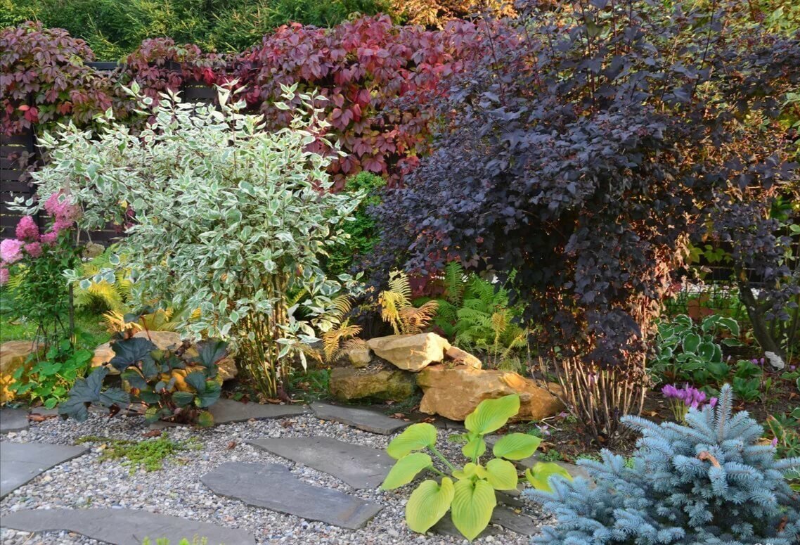 Применение дерена в ландшафтном дизайне: идеи и советы