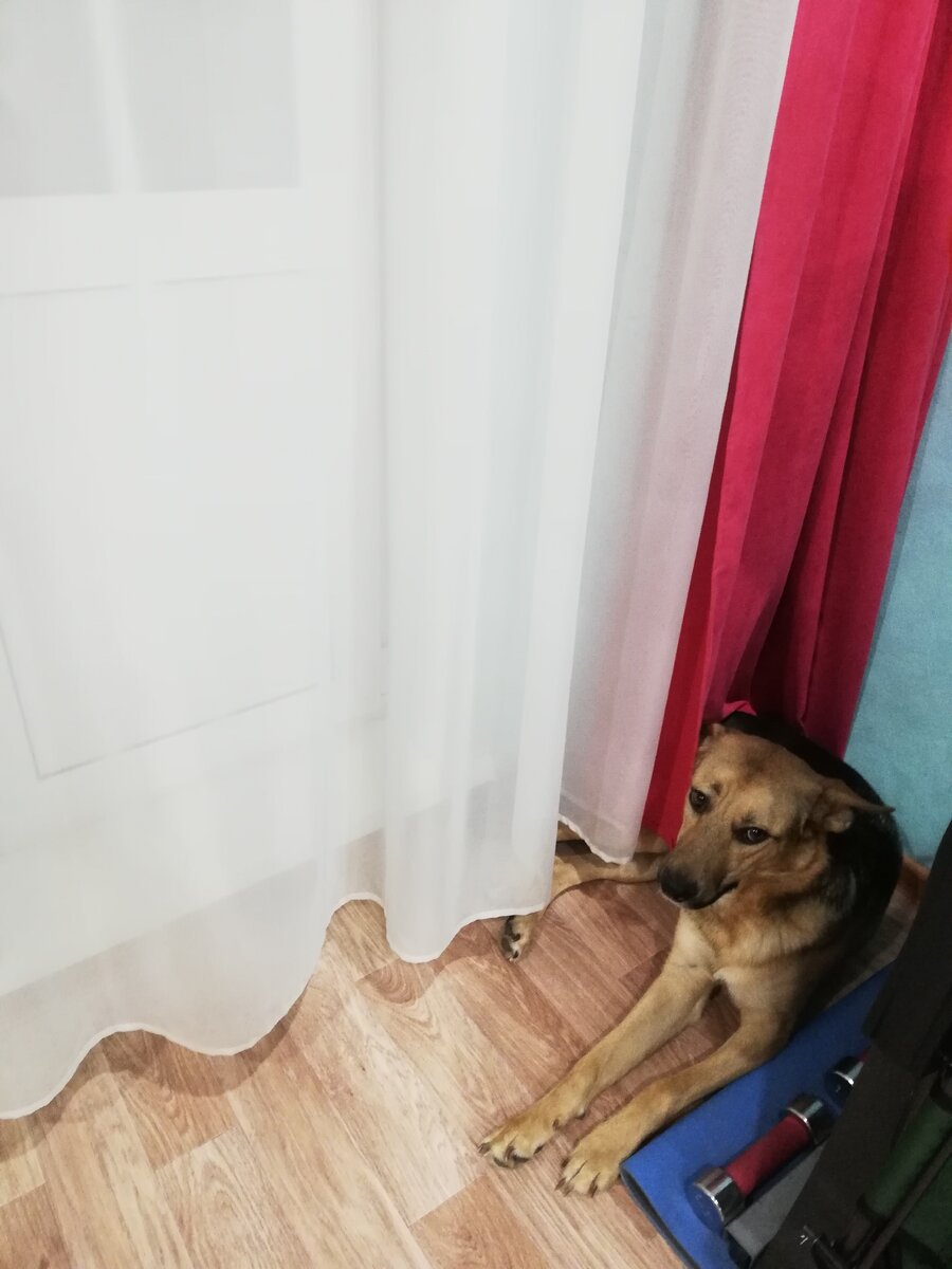 Прячется в углу. Уже думаю может домик ей купить