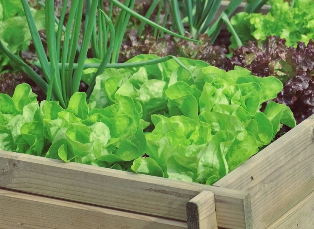 Салат на подоконнике в зимнее время