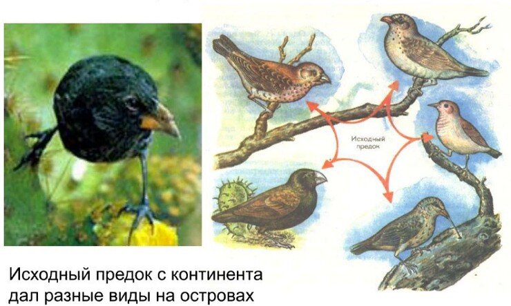 Галапагосские или дарвиновы вьюрки
