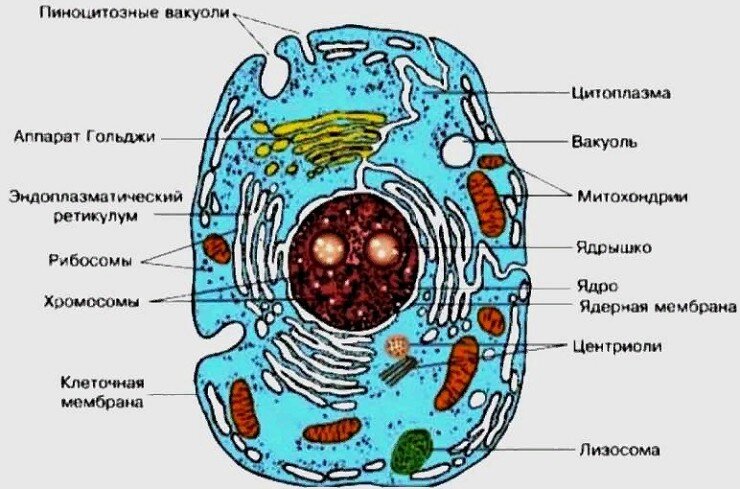 Клетка как биологическая система (Обмен веществ …