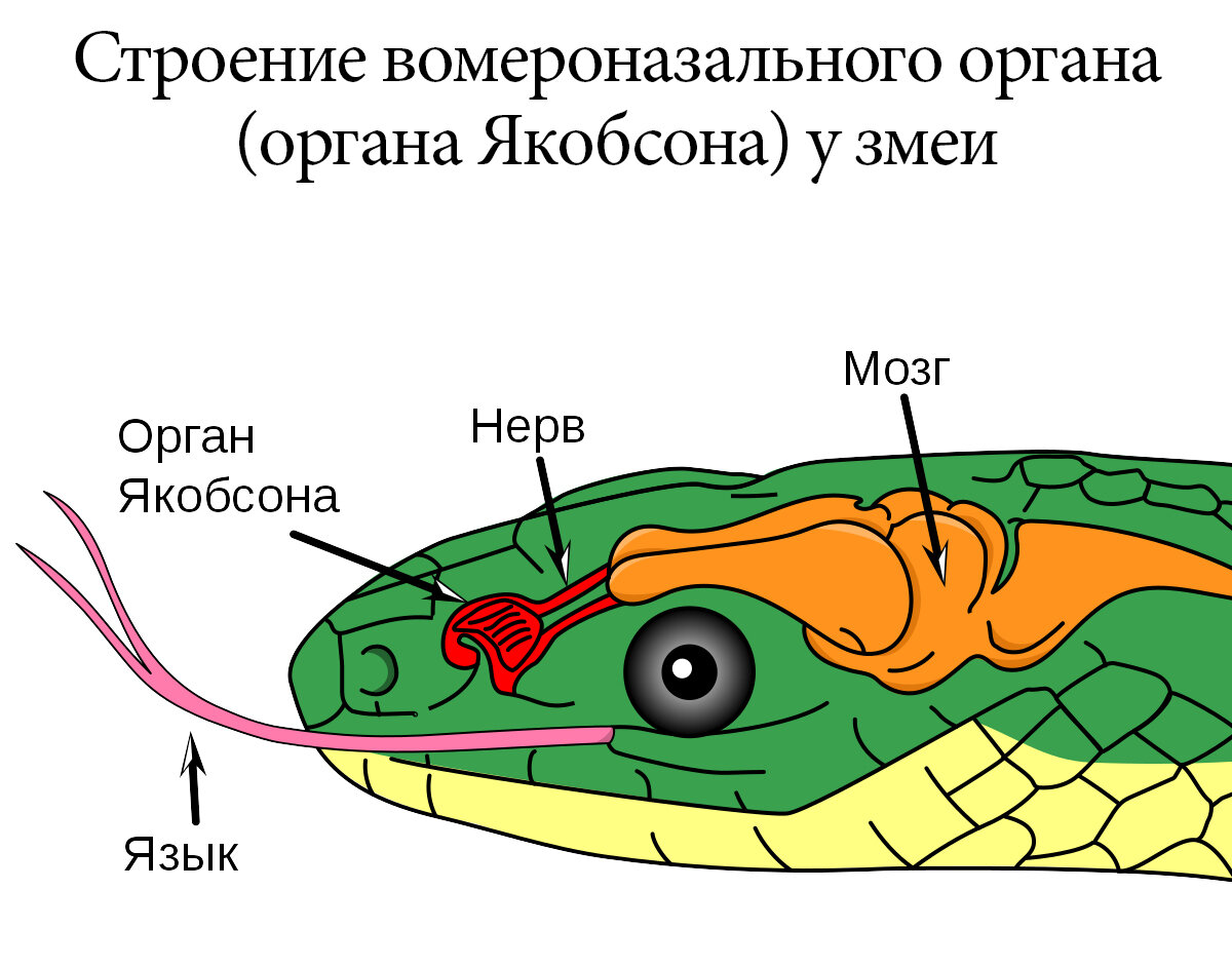 Внешнее строение змей картинки