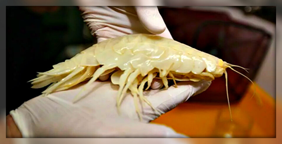 Alicella gigantea. Источник: Яндекс картинки.