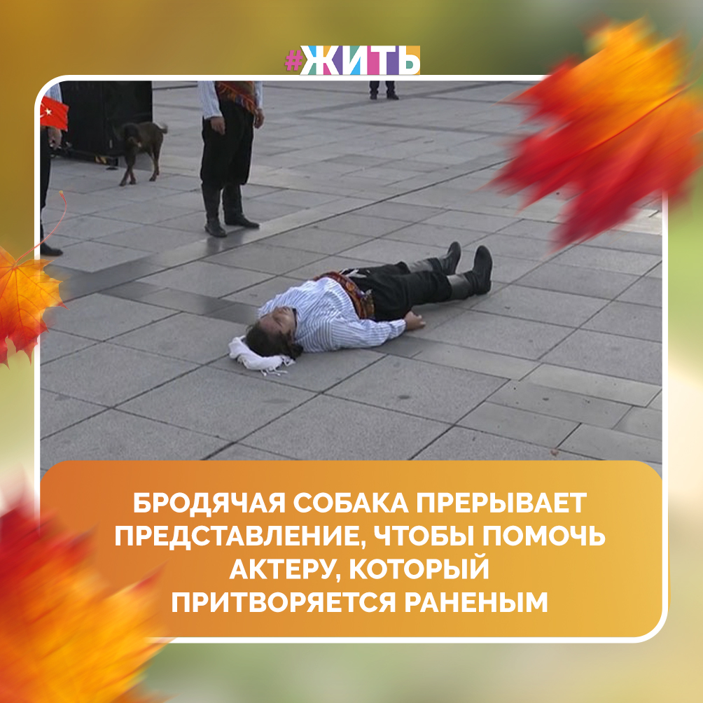 Собаки всегда доказывали своими поступками то, что они являются очень верными и дружелюбными животными 😇 
Они в любую минуту готовы придти к вам на помощь, всегда рады видеть вас после работы и просто быть рядом, когда это нужно ☝🏻☺️

Так однажды, во время уличного представления одной собаке показалось, что мужчине попросту стало плохо, все зрители и сам мужчина были в шоке от увиденного. Это милое существо бросилось его спасать и даже когда люди хотели его отвести от актера, собака настаивала на своём и пыталась помочь мужчине! 

Этот поступок в очередной раз доказывает то, насколько животные могут с