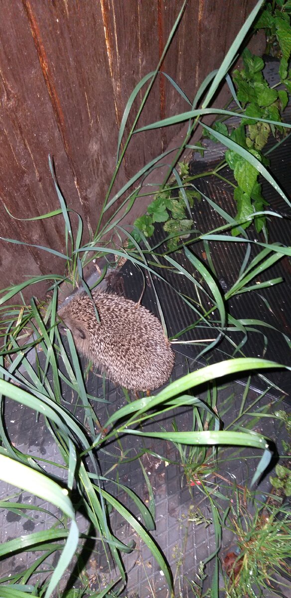 Такой малыш к нам приходил см 7 наверное ❤🧡💛