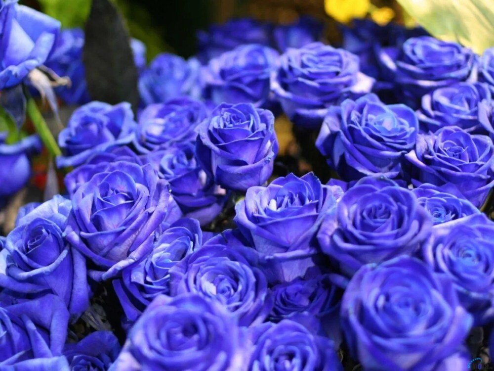Подборки сортов синих роз: фото и отзывы | Информационный ресурс