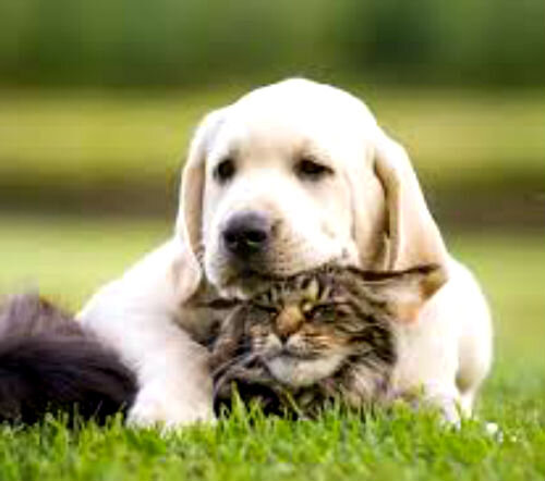 Общая тренировка собаки