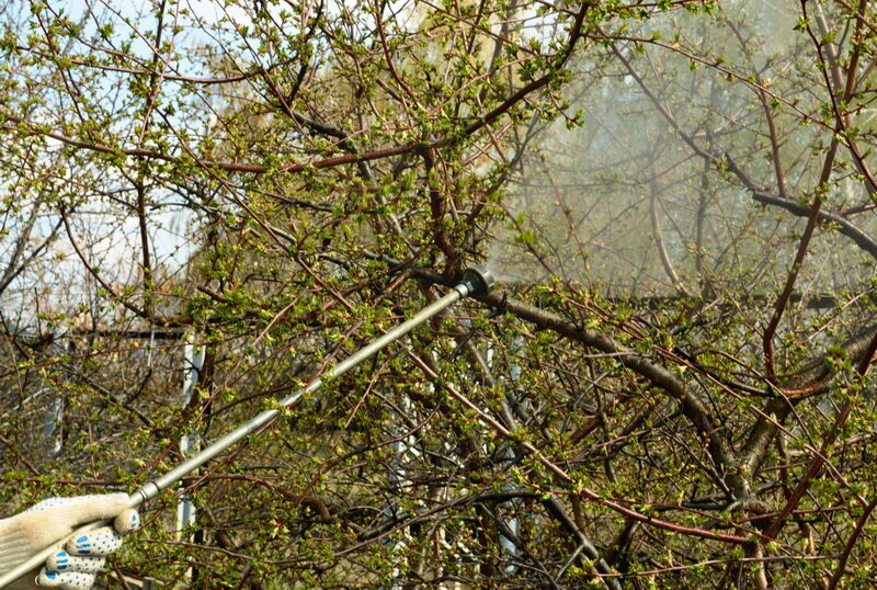 Обработка деревьев (Фото используется по стандартной лицензии ©azbukaogorodnika.ru)