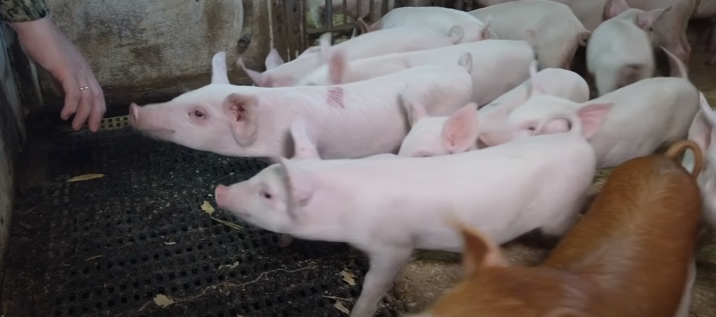 Молодняк тянется к людям