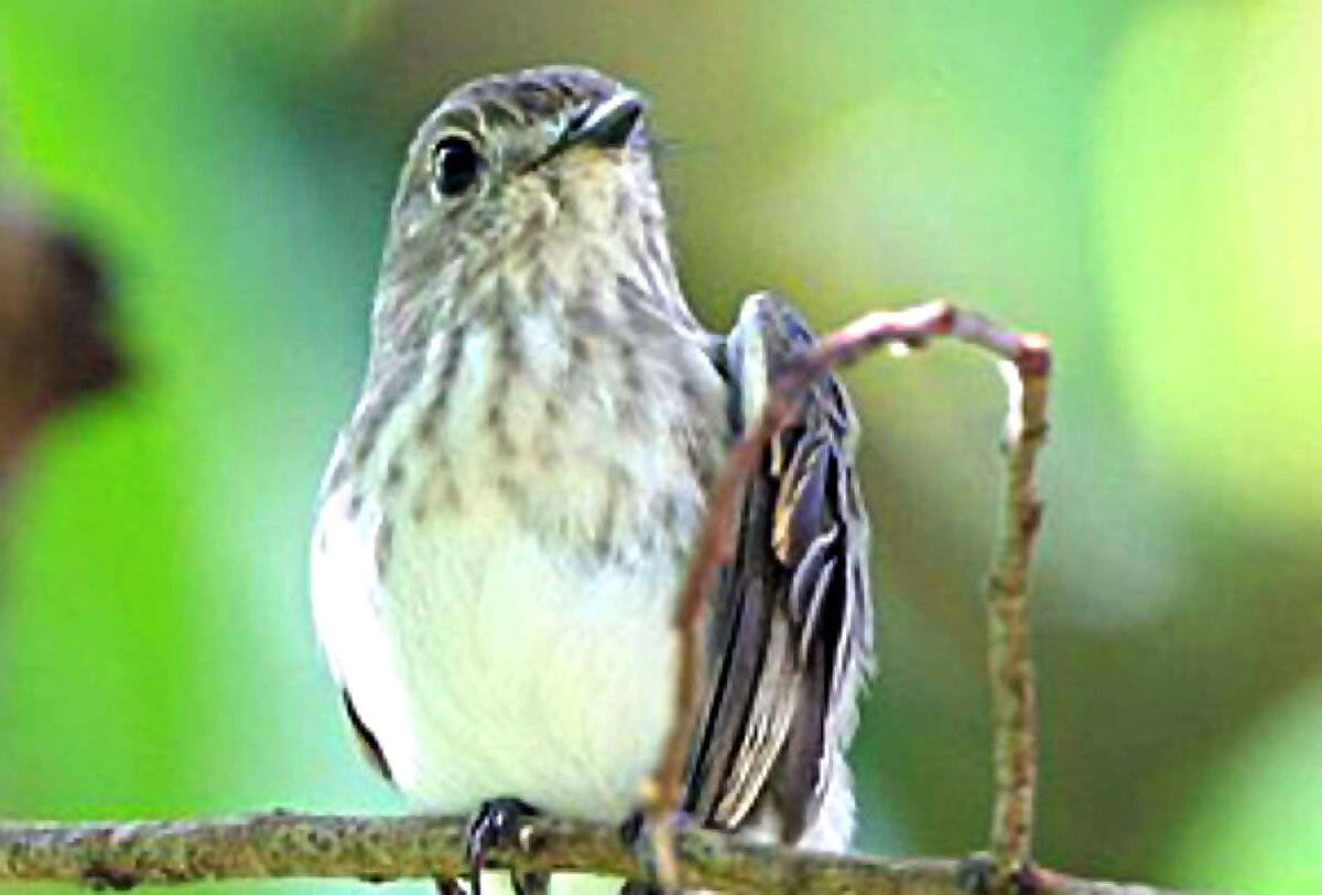 Мухоловка сулавеси (Muscicapa sodhii). Источник фото: sci-news.com