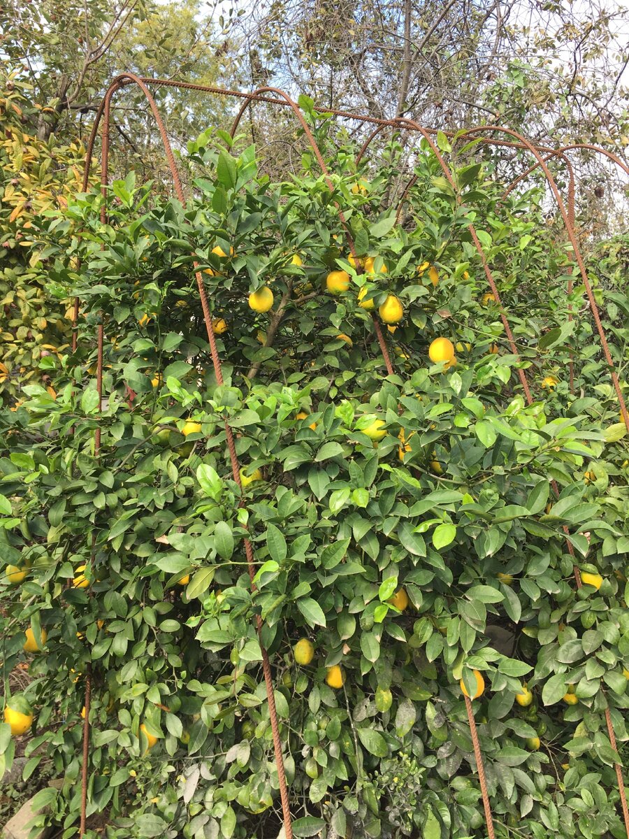 Дерево Лимонов 