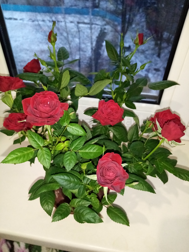 Роза из магнита