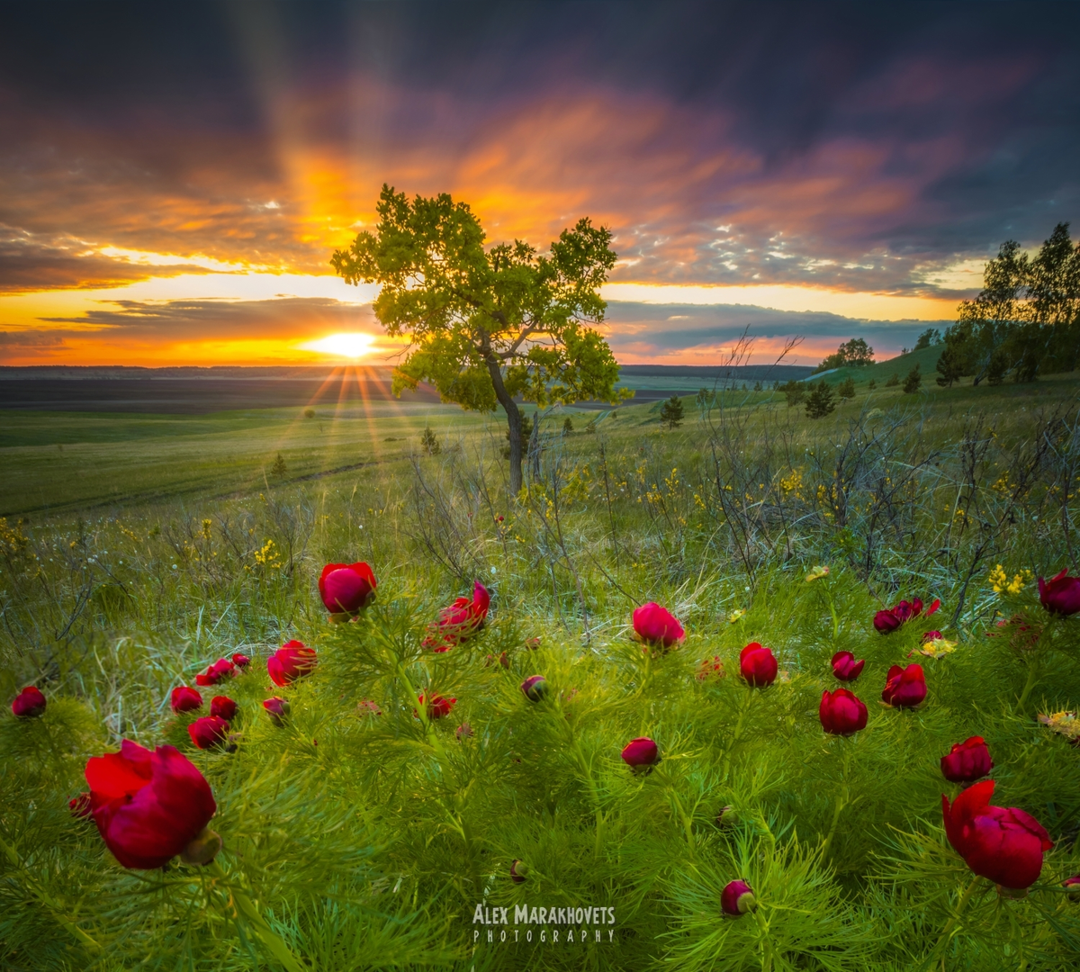 Дикий пион — прообраз аксаковского «аленького цветочка»