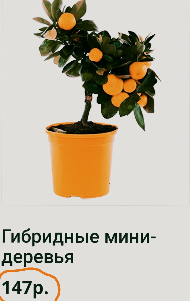 Заманивают низкой ценой, а заплатите в итоге в 20 раз больше и ничего не вырастет. 