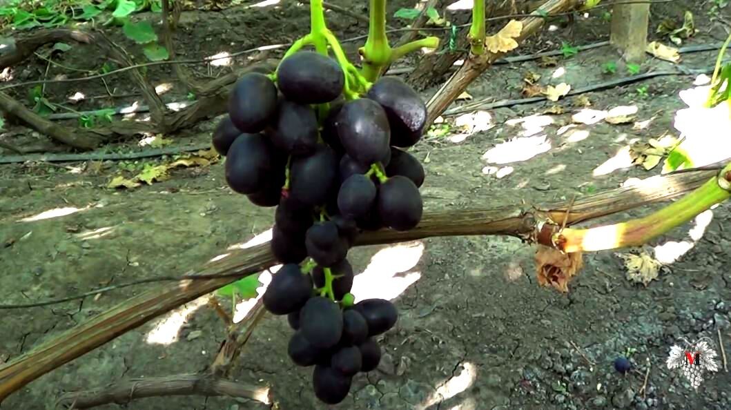 Nissan serena 21. карпокарась гибрид. гибрид душман рыба. гибрид ростов. гибрид ростов.