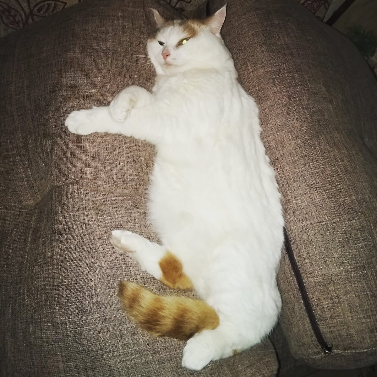 Только представьте, насколько тёплый этот кот!