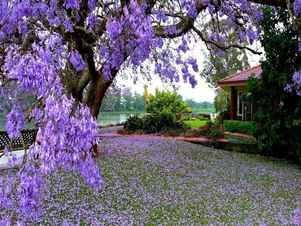 Жакаранда пахнет фиалками. Фото: из открытых Интернет-источников