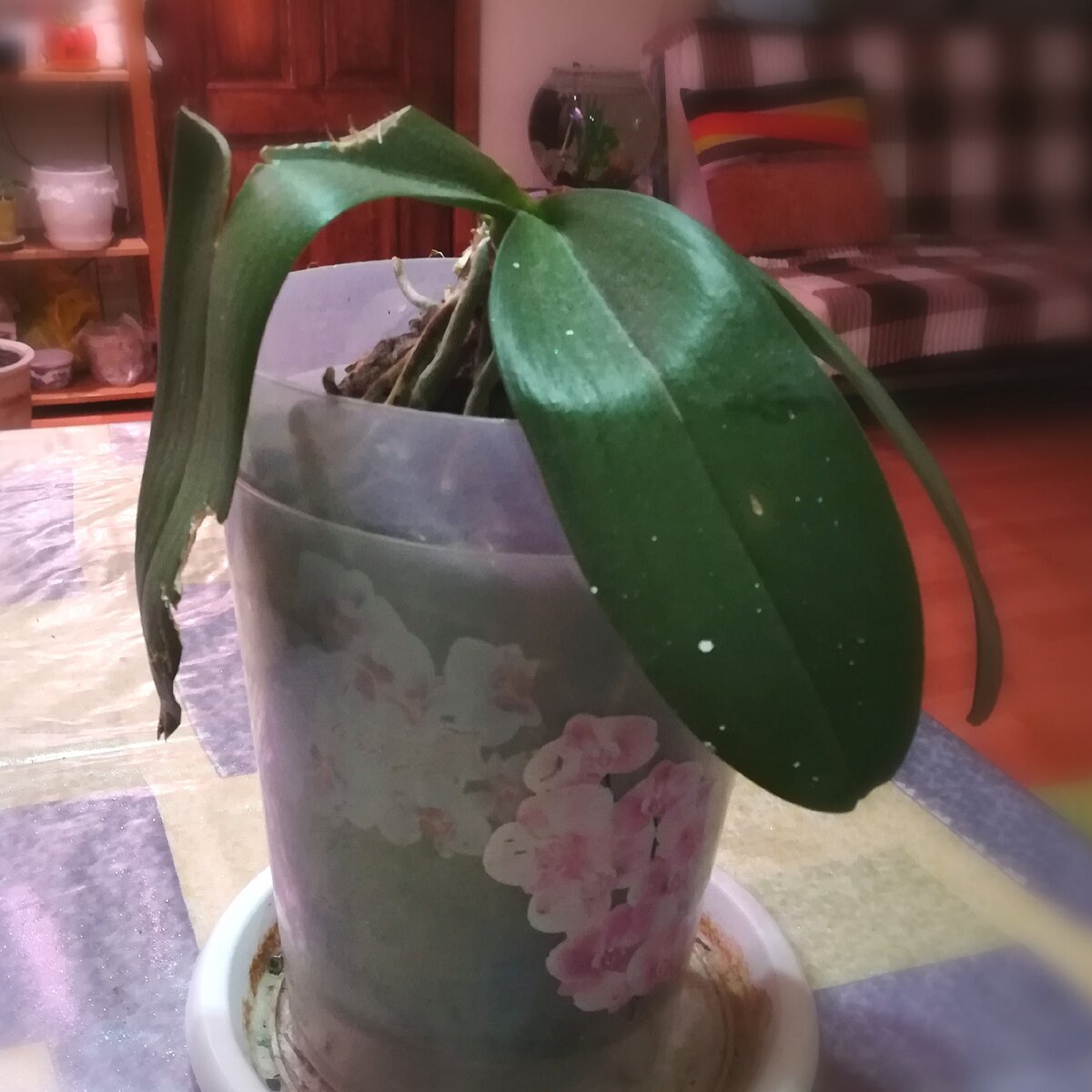 Орхидейка номер раз