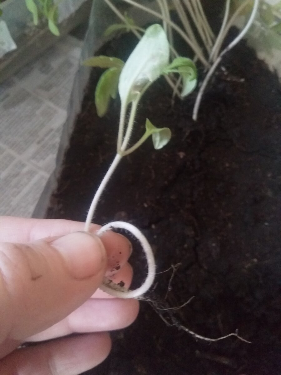 Колечко легко формируется из гибкого стебелька. Сори за маникюр, с землей работаю )