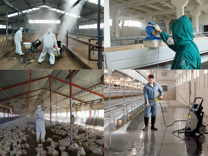Дезинфекция птицеводческих компаний