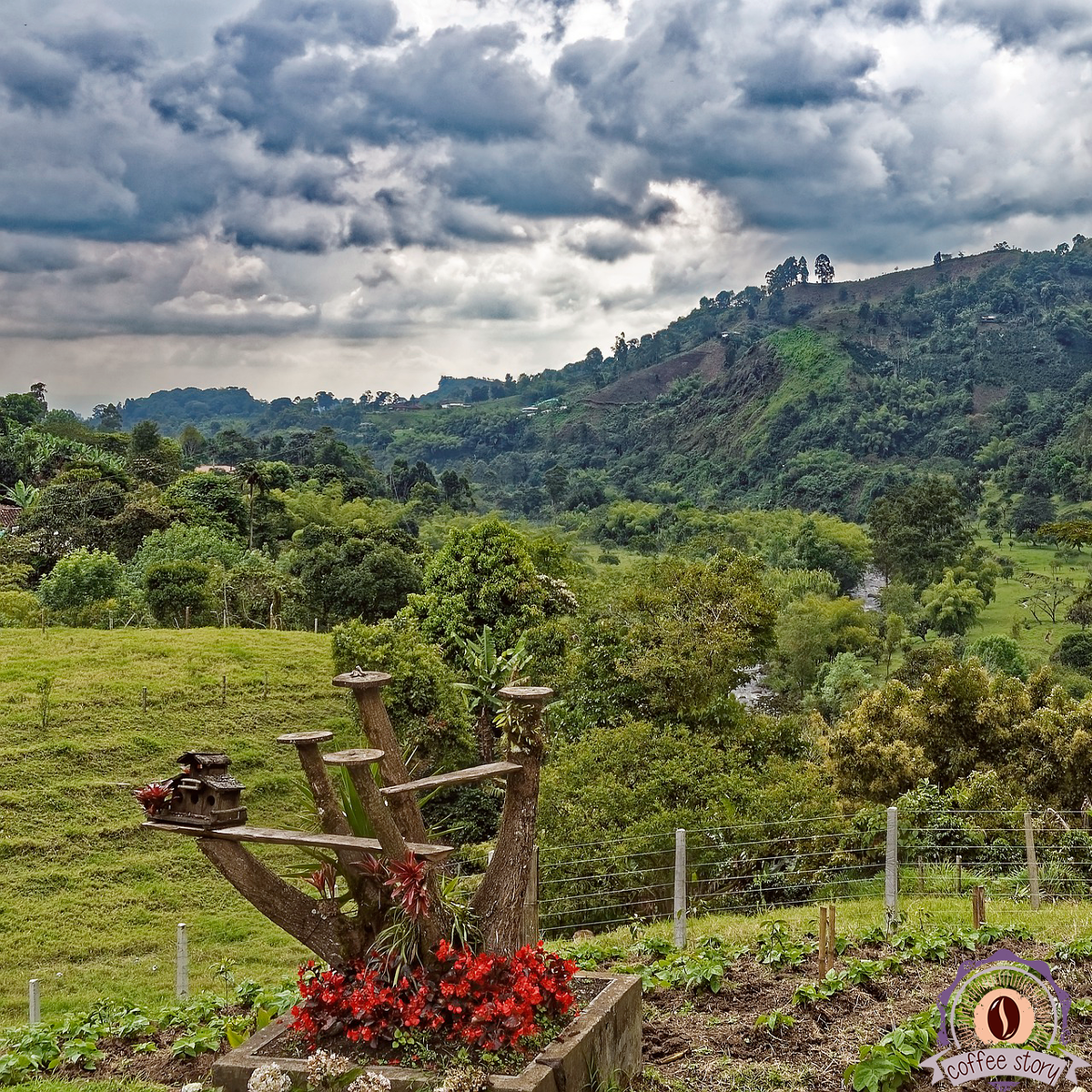 Кофейные плантации