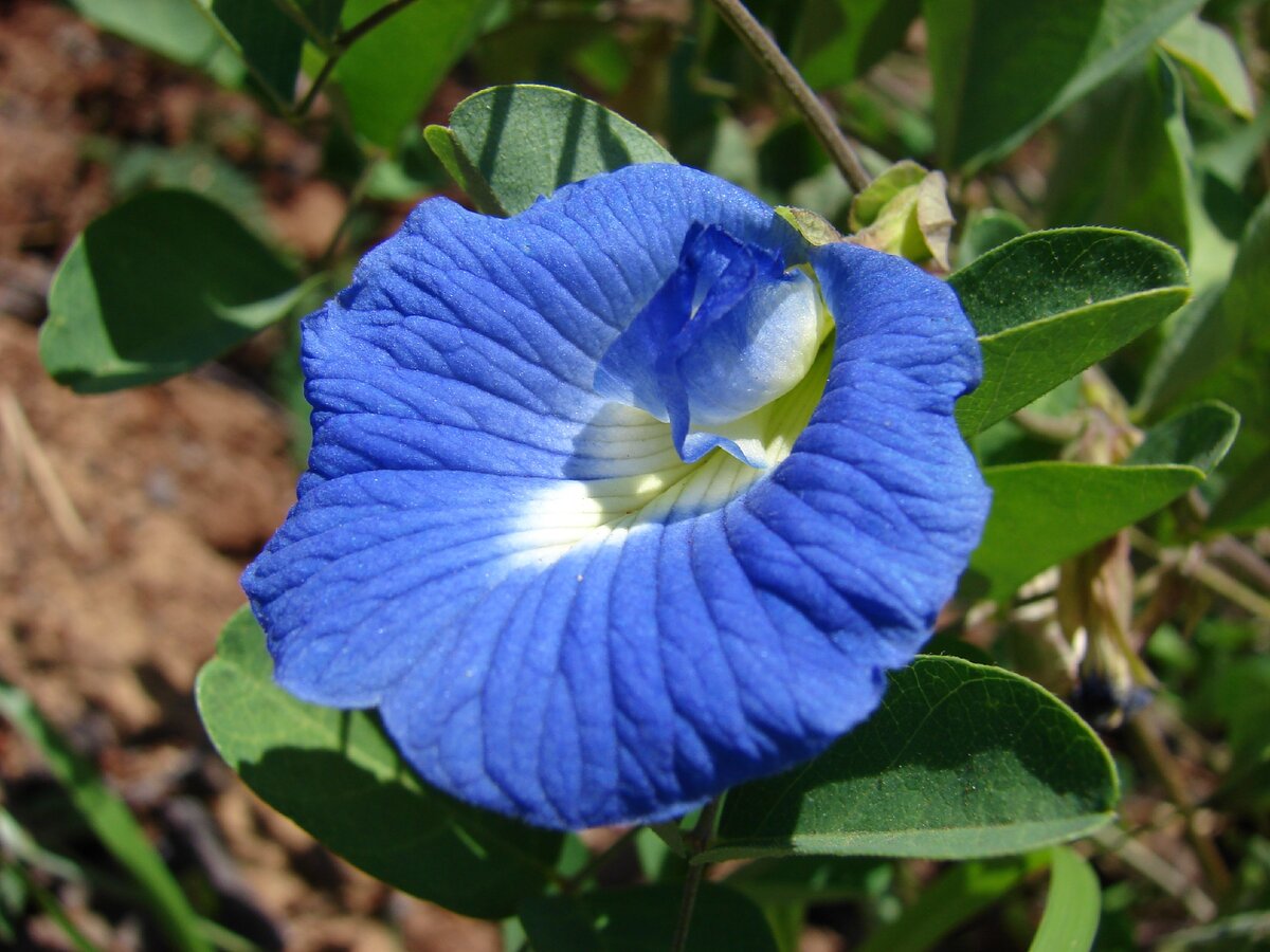 Автор фото - Forest & Kim Starr. Википедия