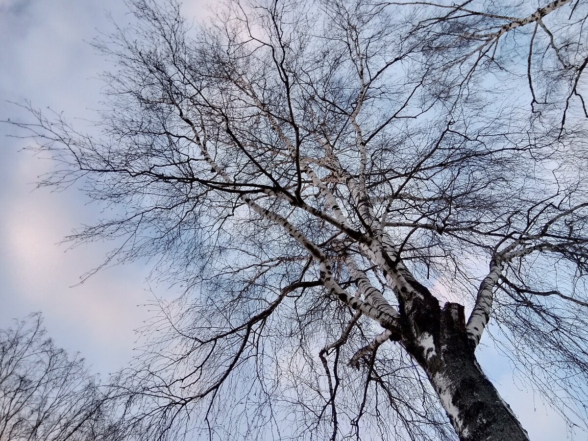 Фото автора. Весеннее небо.