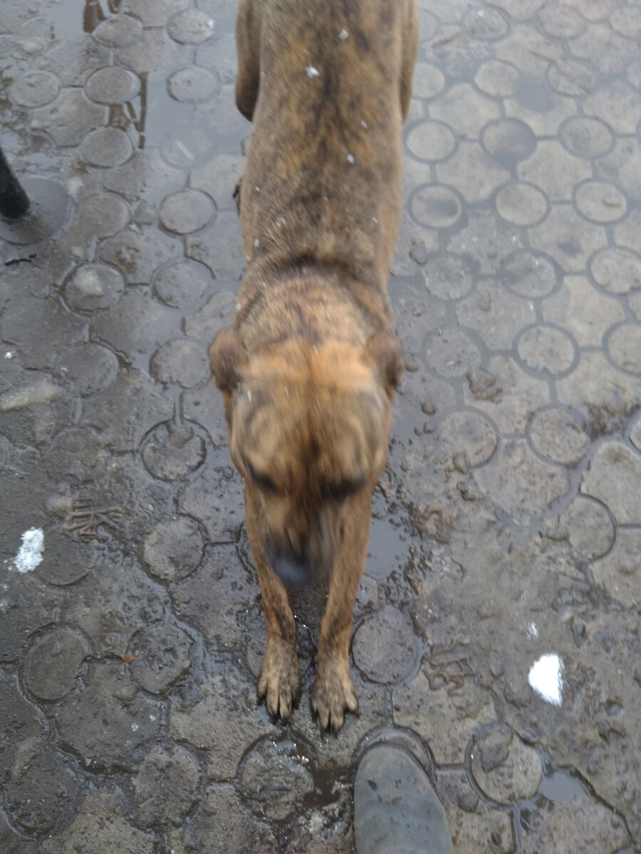 Цаца замечена на улице