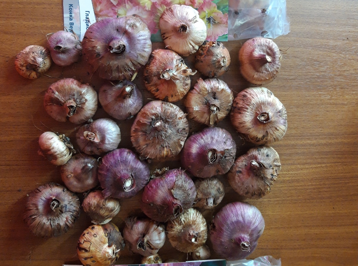 После зимнего хранения осматриваю клубни